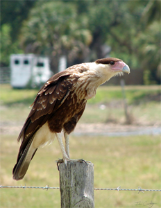 Caracara, a Threatened Species