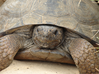 Gopher Tortoise Authorized Agent Permit