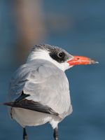 Caspian Tern